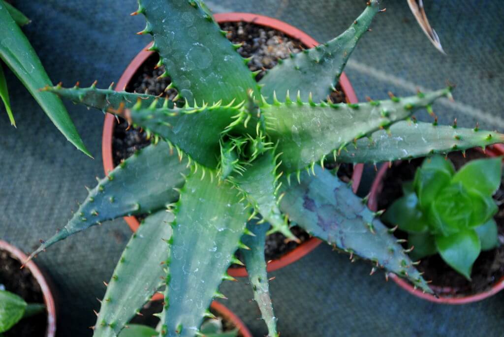 Houseplants to Breathe New Life into Your New Home Castle Cooke Arizona